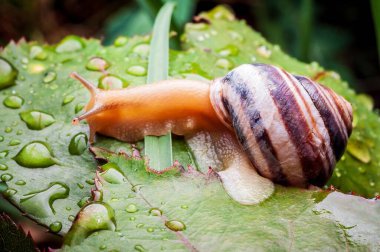 Bir bahçe salyangozu, doğadaki ferahlatıcı yağmur damlacıklarıyla kaplı yemyeşil bir yaprağın üzerinde sürünür..