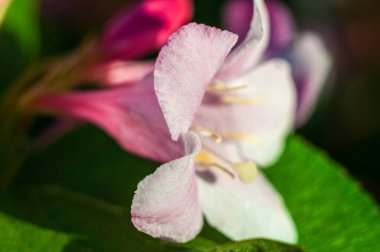 Close-up shot of a pink and white Weigela florida flower, highlighting its delicate petals and vibrant colors in a natural setting. clipart