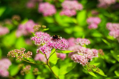 Bir yaban arısı bir spirea filizine konar, pembe çiçekleri tamamen açar..