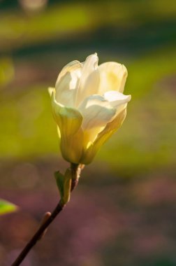 Baharın başlarında tek bir manolya çiçeği tomurcuğunun yakın çekimi, bahçedeki yumuşak, altın güneş ışığıyla aydınlatılır..