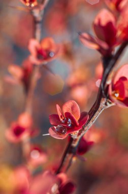 İlkbaharda kırmızı böğürtlen çiçekleri ve su damlacıkları, doğanın yeniden doğuşunun karmaşık detaylarını gözler önüne seriyor..