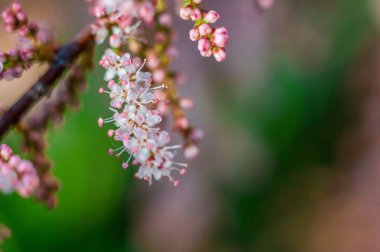 Yakın plan beyaz yapraklar ve pembe aksanlar ile narin tamarisk çiçek gösterir, yumuşak, bulanık yeşil ve pembe arka plan üzerine kurulmuş.