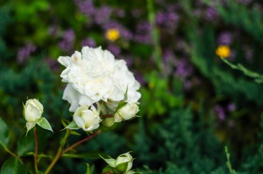 Etrafında birkaç küçük gül tomurcuğu bulunan tamamen çiçek açmış beyaz bir buzdağının yakın plan görüntüsü, hepsi de yeşil ve mor çiçeklerin bulanık arka planına karşı..