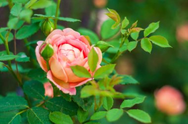 Yumuşak doğal ışıkla yıkanmış, yemyeşil yapraklar ve açılmamış tomurcuklarla çevrili narin şeftali tomurcukları çiçek açmış..