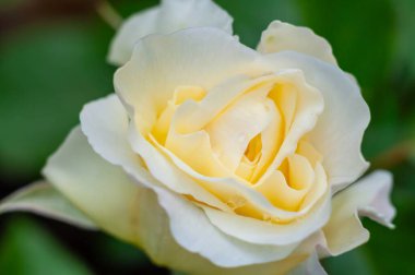 Çiyli soluk sarı bir gülü yakından çek, yumuşak yapraklarını ve narin dokusunu sergiliyor. Görüntü yumuşak ve romantik..