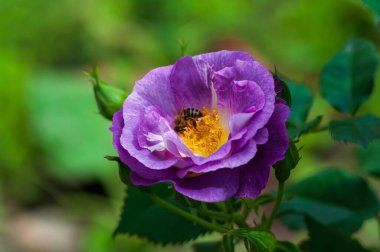 Bir bal arısı canlı mor bir gülden polen toplar ve yaprakları gün ışığında narin bir şekilde açılır. Sahne huzurlu ve doğanın özünü yansıtıyor..