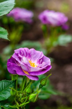 Zarif taç yaprakları ve sarı pudingleri sergilenen canlı, mor bir gülün yakın plan görüntüsü. Diğer güller arka planda hafifçe bulanık.