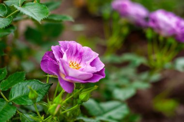 Canlı, mor bir gülün tam çiçeklenme görüntüsü, taç yaprakları incelikle açılır. Arka planda diğer güller ve yemyeşil yapraklar yer almaktadır..