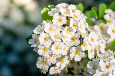 Yeşil yaprakların bahar mevsiminin tazeliğini artırdığı, bir çalılıkta açan narin beyaz çiçeklerin yakın plan çekimi..