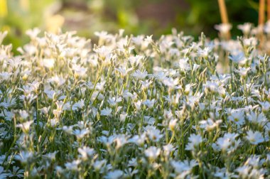 Çerçeveyi kaplayan narin beyaz çiçeklerden oluşan bir deniz güneşten ıslanmış bir tarlada huzur ve doğal güzellik hissi uyandırıyor..
