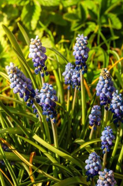 Yakın plan, üzüm sümbüllerini yakalar. Küçük mavi çiçekleri, canlı yeşil çimlerle çok güzel zıtlaşır..