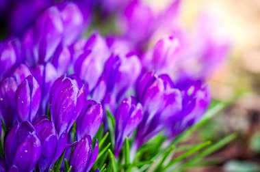 Canlı bir mor kır çiçeği grubu ilkbaharın ilk çiçeklerinin bu göz hizasındaki çekiminde güneş ışığına doğru uzanır..