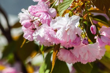 Close-up shot of fully blossomed sakura flowers with their delicate pink petals, creating a soft, romantic floral display in natural sunlight. clipart