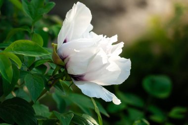 Yumuşak ışıktaki beyaz şakayık çiçeğinin yakın plan çekimi, narin taç yapraklarını ve taze yeşil yapraklarını sergiliyor..