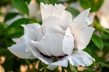 Yakın plan, çiçek açmış beyaz bir ağaç şakayığının narin taç yapraklarını gösteriyor. Çiçeğin kalbinin yanında ince mor işaretler olan yemyeşil yapraklarla çerçevelenmiş..