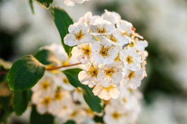 Koyu yeşil yapraklı narin beyaz Spiraea çiçeklerinin yakın çekimi, baharın güzelliğini gözler önüne seriyor..