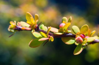 Yakın plan çekimde, bir böğürtlen dalının narin tomurcukları ve genç yaprakları doğaya ilkbaharın gelişini işaret ediyor..