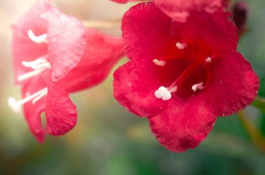 Yakın plan, canlı kırmızı Weigela çiçeklerinin narin detaylarını yakalar trompet şeklini ve el değmemiş beyaz pullarını gösterir..