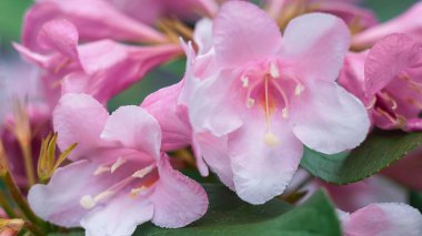 Çiçeklerin detaylı bir görünümü, derinlik katan yemyeşil bir arka planla narin pembe ve beyaz renklerini gözler önüne seriyor..