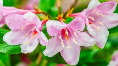 Geniş yeşil yapraklarla açan narin pembe Weigela çiçeklerinin yakın plan çekimleri karmaşık ayrıntılarını gözler önüne seriyor..