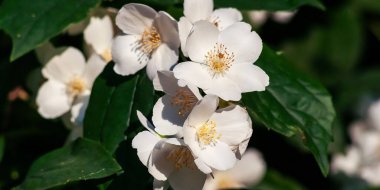 Yakından bakınca, yeşil yapraklarla çevrili sahte portakal çiçeklerinin narin güzelliklerini yakalıyor..