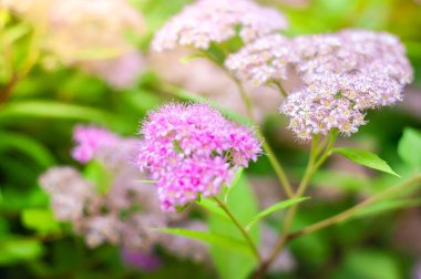 Bahçede çiçek açan pembe spirea çiçeklerinin yakın plan çekimi, narin güzellikleri yemyeşil yapraklara zıt düşüyor..
