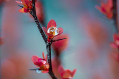 Küçük kırmızı yapraklı bir dal parçası, su damlacıklarıyla süslenmiş taze ve canlı bir bahar sahnesi yaratıyor..