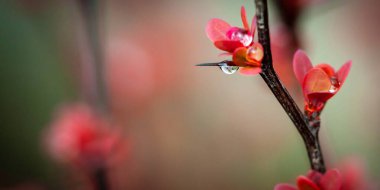 Çiy damlalarının yakın çekimi bir Barberry çalısının canlı kırmızı yapraklarına yapışır, yenilenme hissini yakalar ve yağmur sonrası doğanın güzelliğini yakalar..