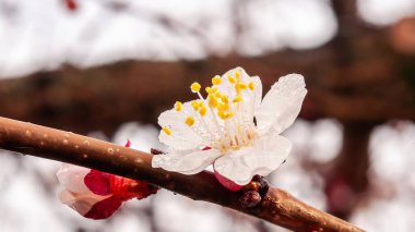 Küçük damlacıklarla kaplı narin bir kayısı çiçeğinin yakın çekimi baharın gelişini işaret ediyor..