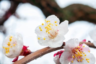 Yağmur damlalarıyla kaplı erik çiçeklerinin yakın plan çekimi, ince yapraklara ve daldaki canlı sarı pudinglere özen gösterir..