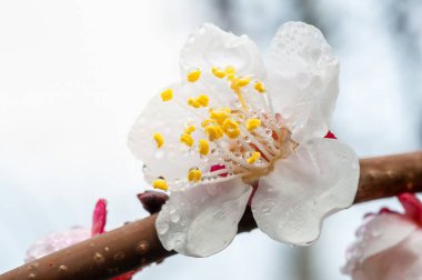 Bahar mevsiminde bir dala tutunarak, küçük su damlacıklarıyla kaplı, narin bir kayısı çiçeğinin yakın çekimi..