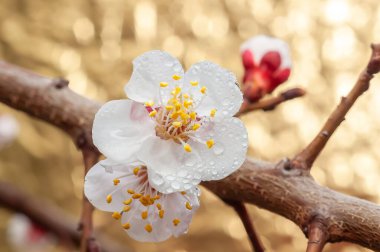 Kayısı çiçeklerinin yakın çekimi ve su damlacıklarıyla süslenmiş bir tomurcuk, bulanık altın bir zemin karşısında duruyor, yenilenme hissi uyandırıyor..