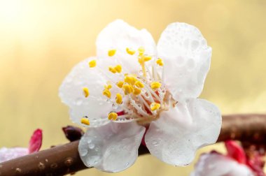 Su damlacıklarıyla kaplı beyaz bir kayısı çiçeğinin yakın çekimi, narin taç yapraklarını ve yumuşak bir zemin üzerinde canlı sarı stamenleri sergiliyor..
