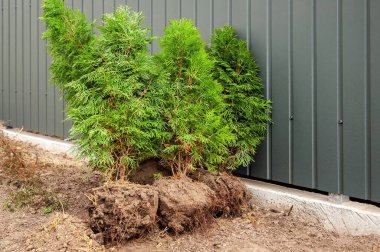 Açıkta kalmış dört küçük yeşil ağaç modern bir çit boyunca dikilip bu dış mekanı geliştirmeye hazır bekliyor..