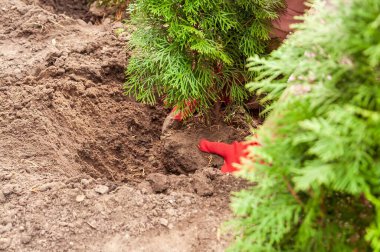 Bahçıvanın elleri toprakla dolu bir deliğe küçük bir thuja ağacı dikiyor. Bahçeye bir ağaç dikme sürecinin yakın görüntüsü.