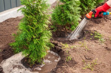Kırmızı eldiven giyen bir insan, bahçeye diktikten sonra uygun su ihtiyacını karşılamak için arka arkaya yemyeşil ağaçlar diker..