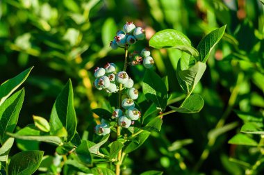 Çalının üzerinde olgunlaşmamış bir yaban mersini kümesinin yer aldığı yakın çekim yaz güneşinde canlı yeşil yapraklarla çevrili..