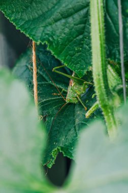 Bir çekirge, sebze bahçesinin yeşilliğinde kamufle olmuş bir salatalık bitkisinin sarmaşıklarının ve yapraklarının arasında oturur..