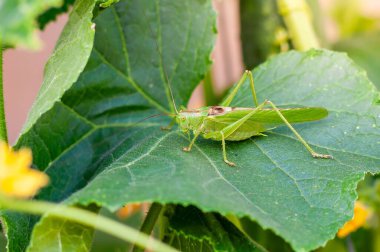 Yakından çekilen bir fotoğraf, bahçedeki bir salatalık yaprağında dinlenen büyük, canlı, yeşil bir çekirgeyi yakalar, yeşillik ve çiçeklerle çevrili..
