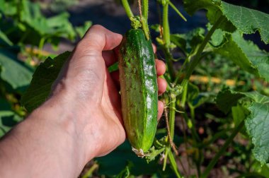 Bir el, taze yemek ya da turşu turşusuna hazır, bir bahçe ortamındaki salatalıktan doğrudan olgun bir salatalık toplar..
