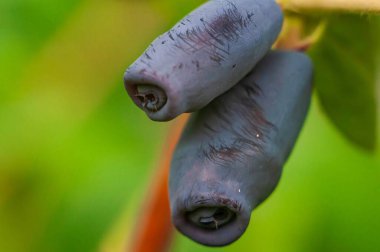 Daldan sarkan olgun haskap çileklerinin yakın çekimi, toplanmaya hazır, canlı yeşil bir zemin üzerine kurulmuş..
