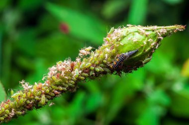 Yakın plan bir uğur böceği larvası ile bir bahçe ortamındaki bitki sapındaki yaprak bitleri arasındaki etkileşimi vurgular..