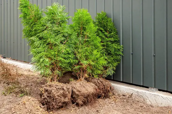Açıkta kalmış dört küçük yeşil ağaç modern bir çit boyunca dikilip bu dış mekanı geliştirmeye hazır bekliyor..