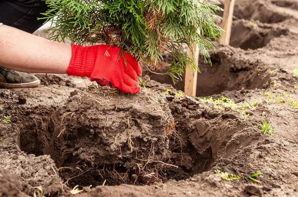 Bahçe eldiveni takan kişi, yerdeki bir deliğe her zaman yeşil olan küçük bir ağaç dikiyor. Bu da ağaç dikme sürecini gösteriyor..