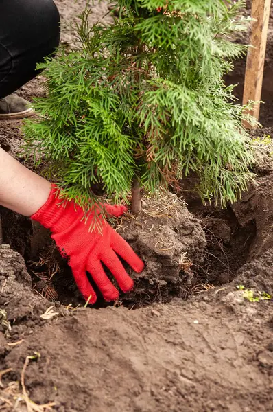 Kırmızı eldiven giyen biri arka bahçedeki karanlık toprakla dolu bir deliğe küçük yeşil bir ağaç diker..