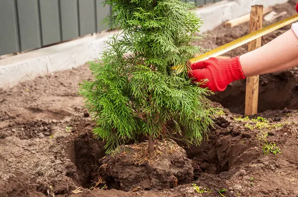 Bahçeye dikmeden önce genç bir arborvitae 'nin genişliğini ölçüyorum. Bir bahçenin kahverengi toprağında yeni kazılmış bir çukur.