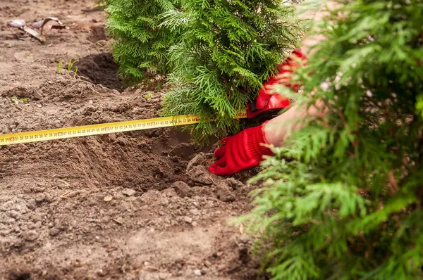 Kırmızı eldivenli bahçıvan zümrüt yeşili bir arborvitae bitkisi için kahverengi toprakta sarı bir mezura kullanıyor..