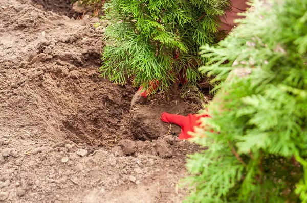 Bahçıvanın elleri toprakla dolu bir deliğe küçük bir thuja ağacı dikiyor. Bahçeye bir ağaç dikme sürecinin yakın görüntüsü.
