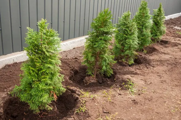 Taze ekilmiş Thuja oksidentalis çizgisi, yaygın olarak doğu arborvitae olarak bilinir, doğal bir çit oluşturur ve mahremiyeti artırır..
