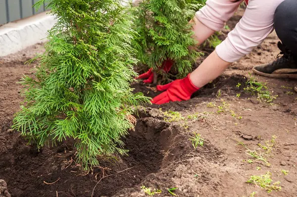 Kırmızı eldiven giyen bir kişi bahçeye küçük Thuja ağaçları dikiyor, kökleri çevresindeki toprağı zenginleştiriyor, büyümeyi ve çevresel bakımı simgeliyor..